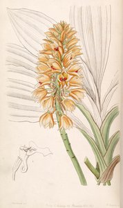 Calanthe pulchra by Miss Drake